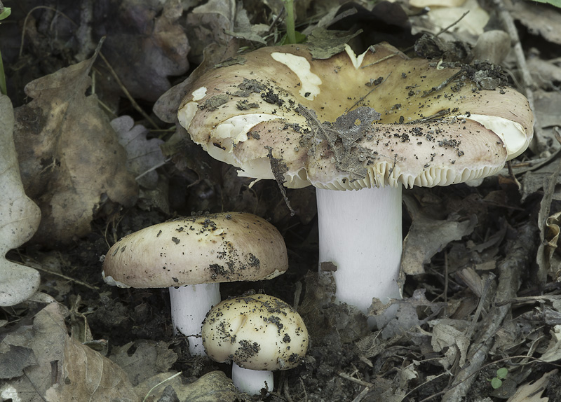 Russula maculata